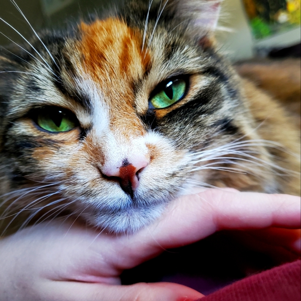 Meet your Posher, Jasper